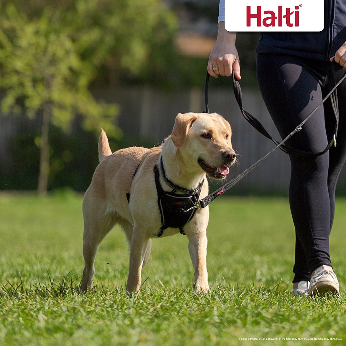 No Pull Geschirr-Set mit Trainingsleine (Medium), Schwarz Medium Harness