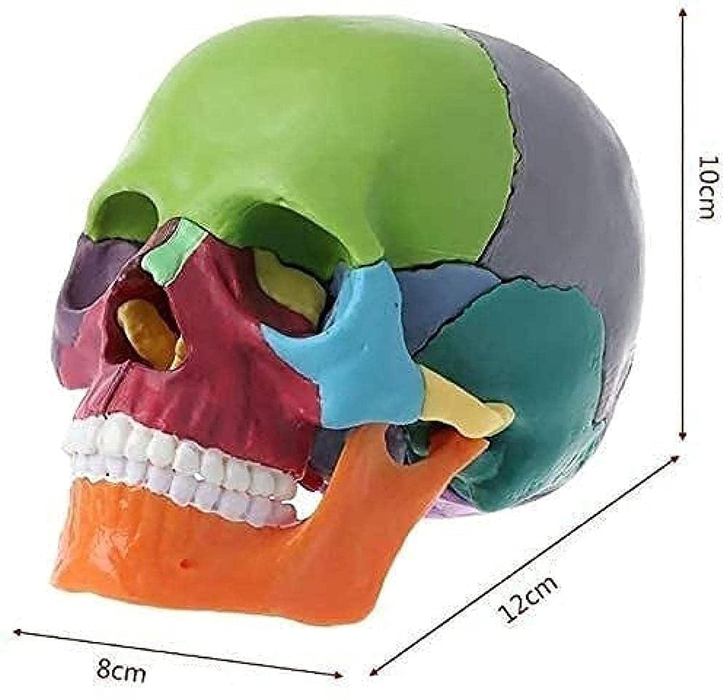 Schädelmodell A-226