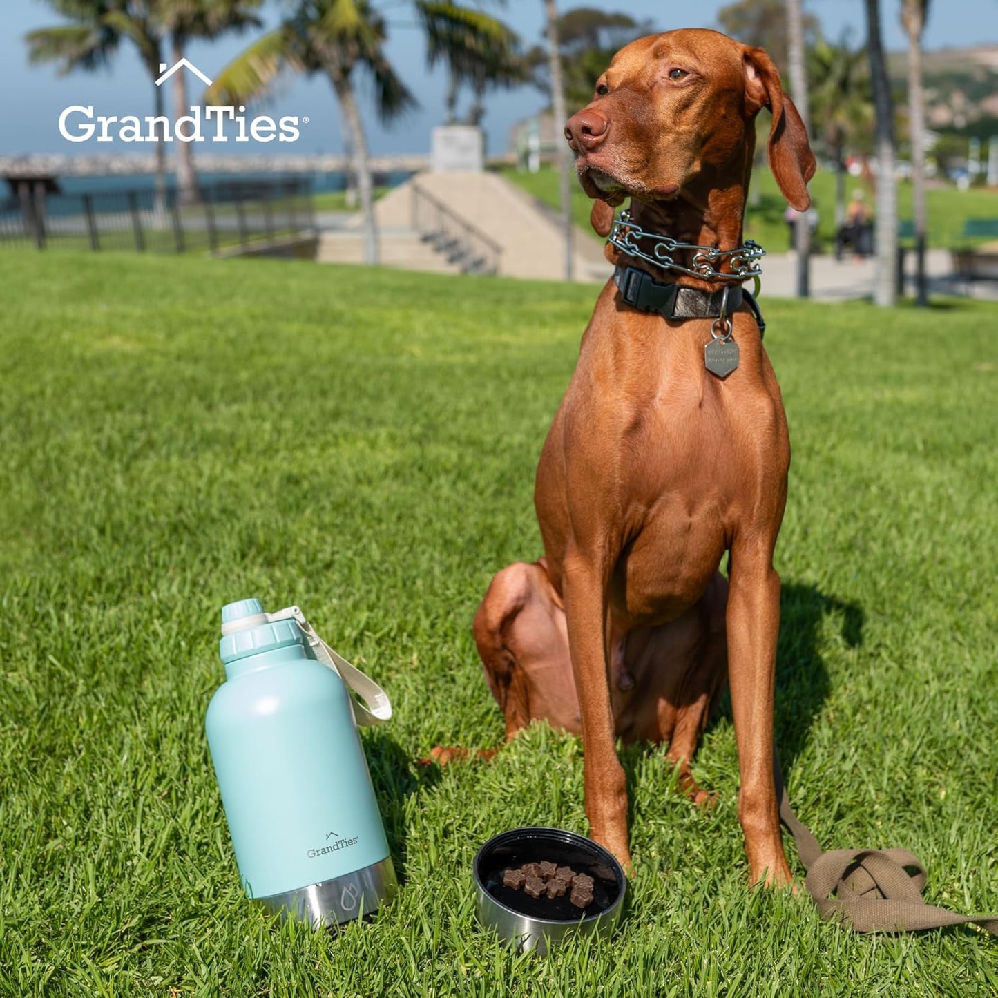 Isolierte Hundewasserflasche mit 2 abnehmbaren Hundenäpfen, Powder Green Large 64oz/1890mL