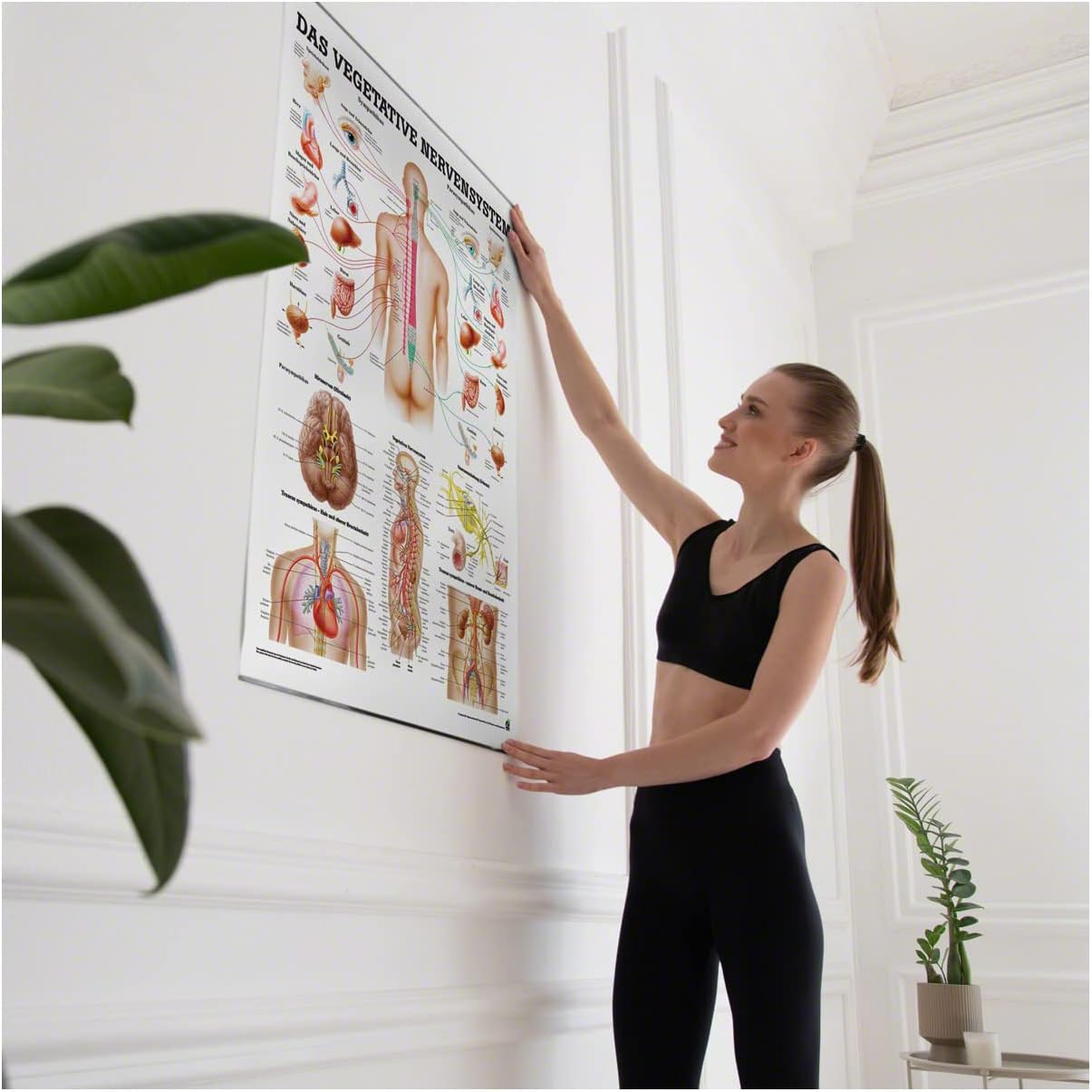Das vegetative Nervensystem Lehrtafel, mit Laminierung, Single