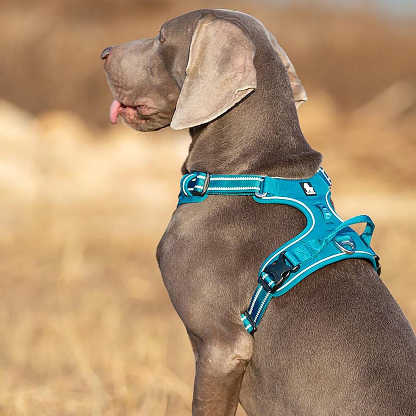 Hundegeschirr TLH56512, verstellbar, reflektierend, XL|Blau