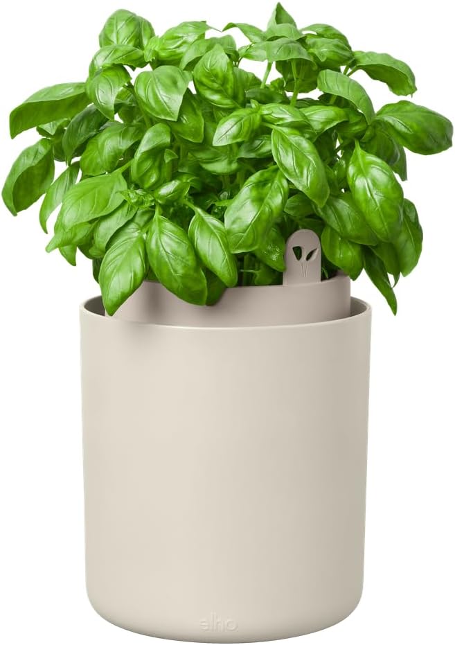 Bouncy Basil, Linen White 16 cm