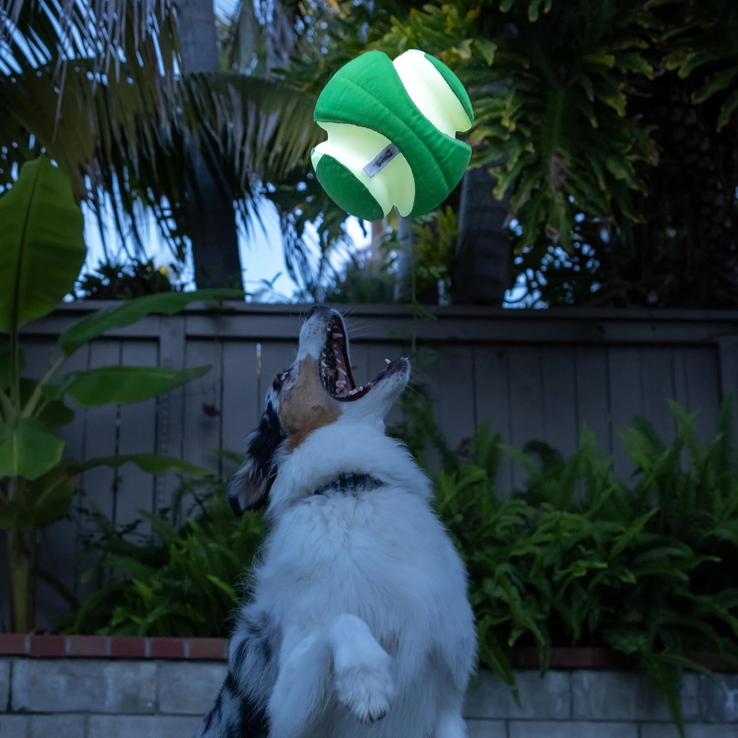 Kick Fetch, Grün Small
