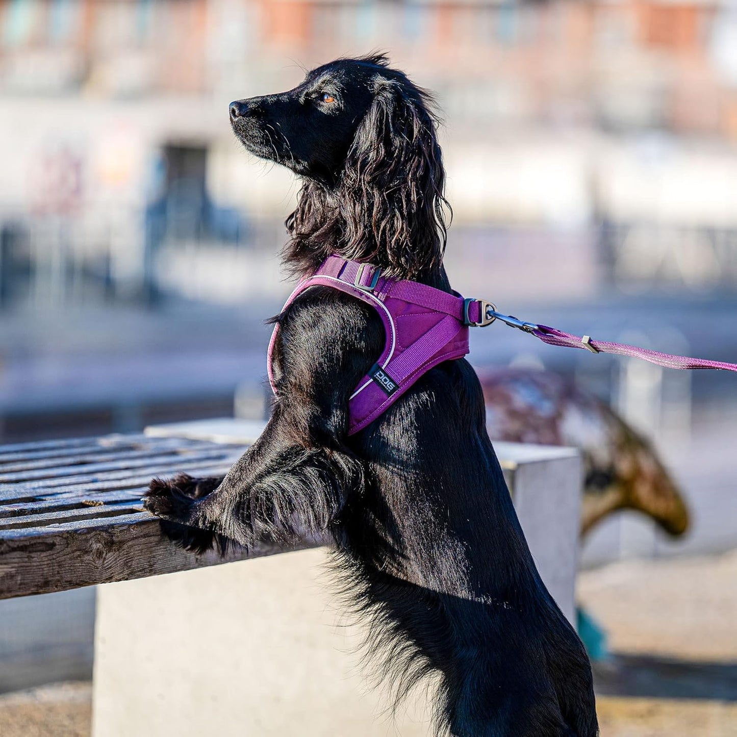 Comfort Walk Go Hundegeschirr, Purple Passion | Lila XS