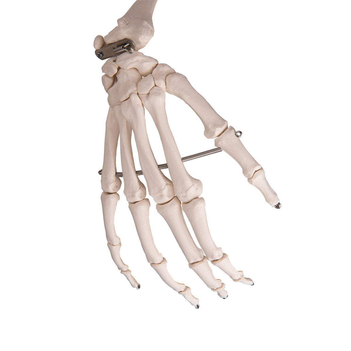 Anatomie Skelettmodell mit Metallstativ (5 Rollen), Metallstativ mit 5 Rollen