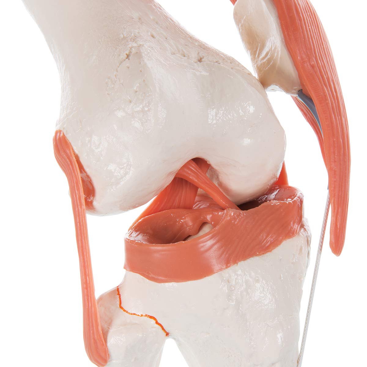 Kniegelenkmodell mit Smart Anatomy Software, Kniegelenk