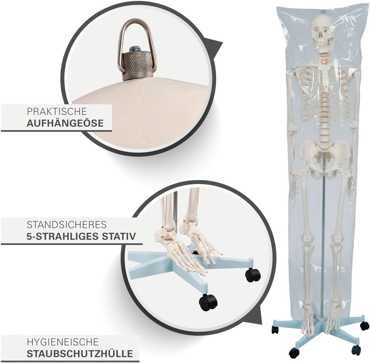 Lebensgrosses menschliches Skelett-Modell für Anatomie-Studien