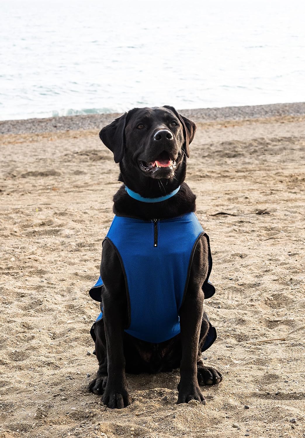 Hundekühlweste, M Blau