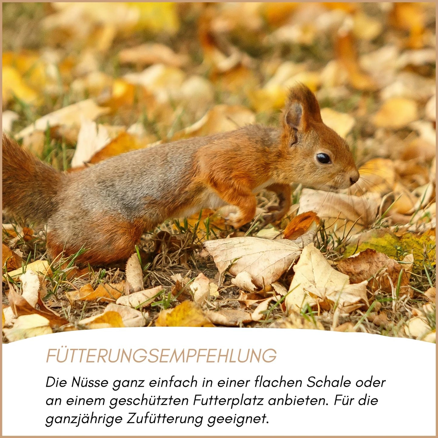 Nüsse-Mix für Eichhörnchenfutter mit Haselnüssen und Walnüssen mit Schale