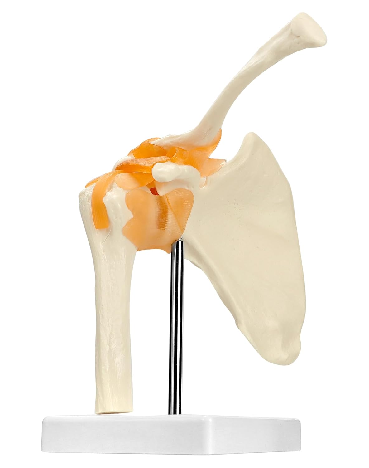 Anatomisches Schultergelenkmodell mit flexiblen Bändern