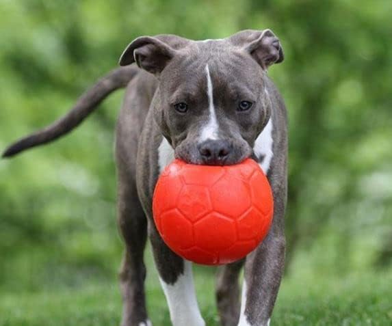 Fussball für Hunde, Large / X Large Orange