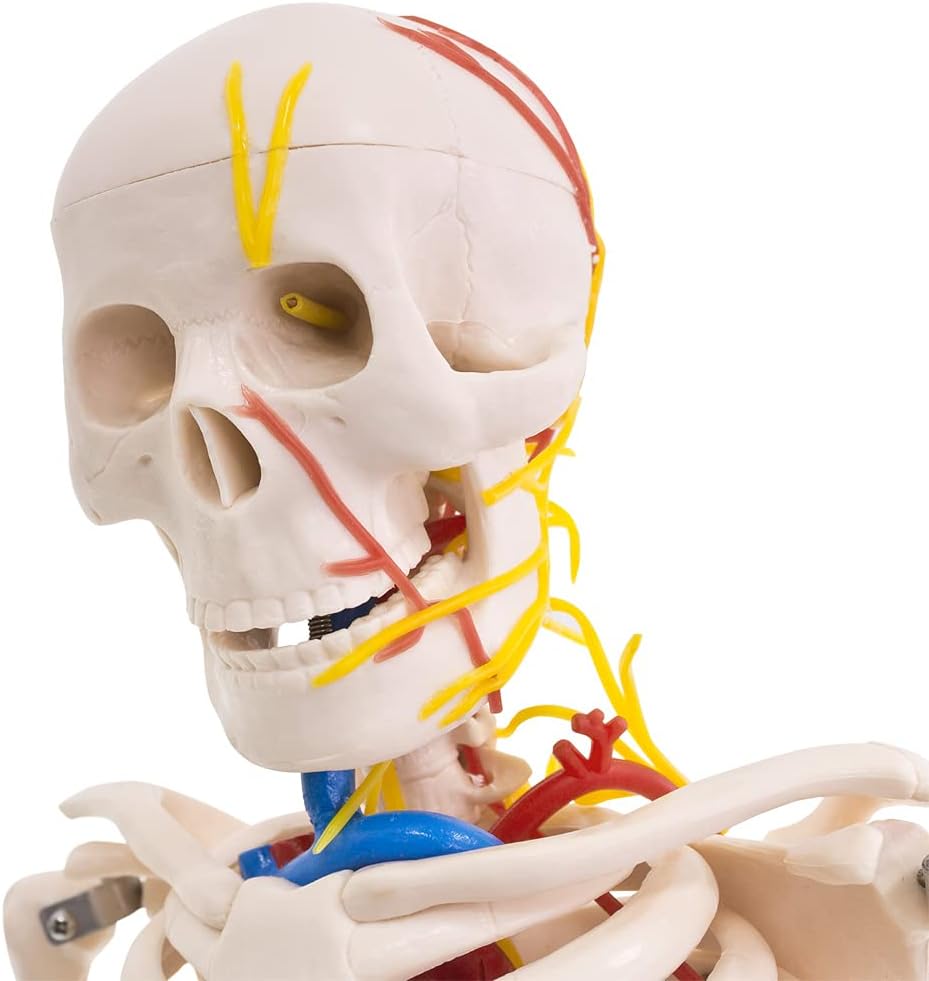 Anatomie Skelettmodell mit Nerven und Arterien