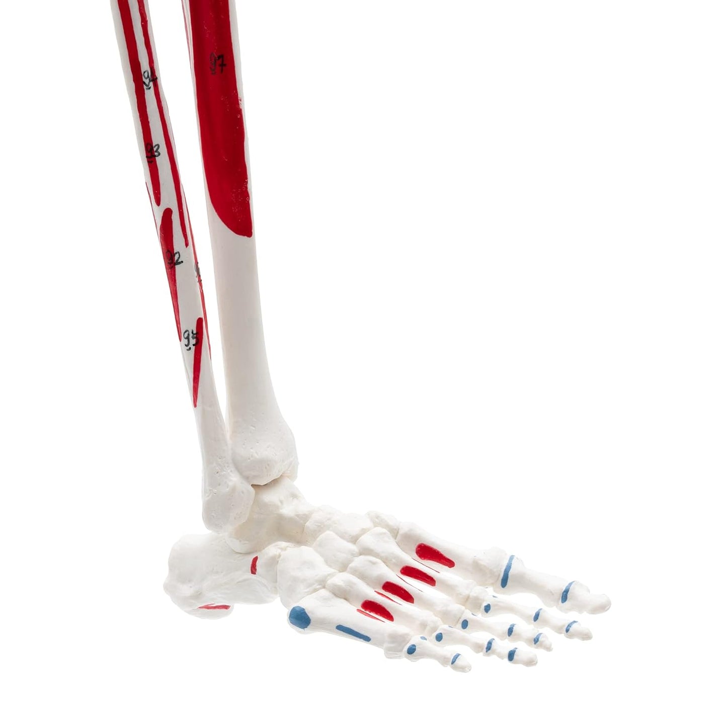 Mini Skelett A-118, 85 cm, mit Muskelbemalung, didaktisch bemalt