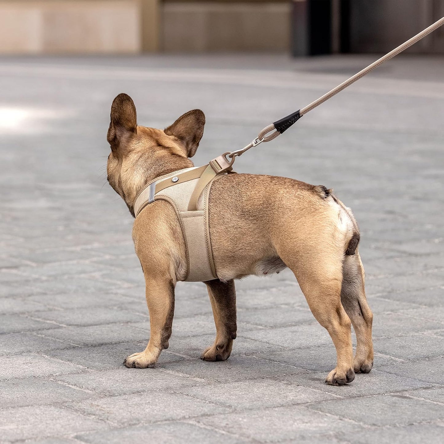 Vest Hundegeschirr Cord Clasp, 3XS Braun
