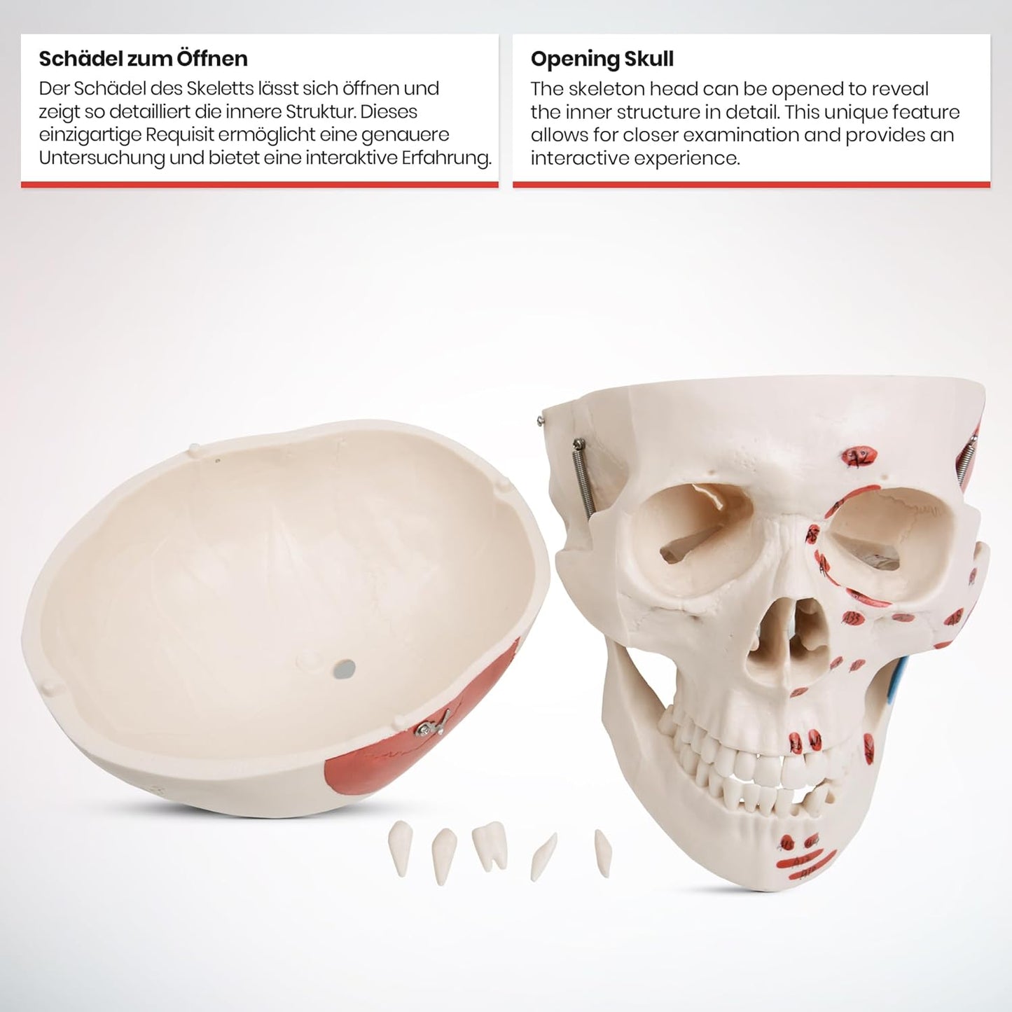 Anatomie Skelett mit Muskelbemalung