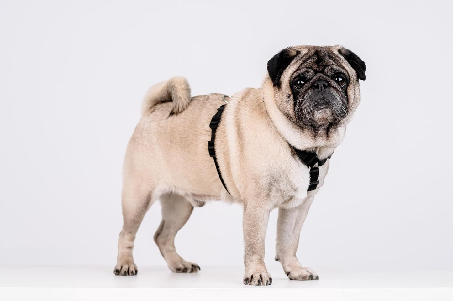 Anti-Zug Hundegeschirr, S Schwarz