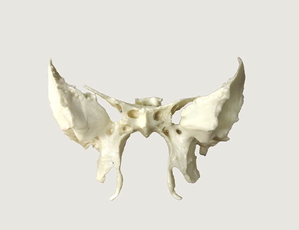 22-teiliges anatomisches Schädelmodell A-217, anatomisch