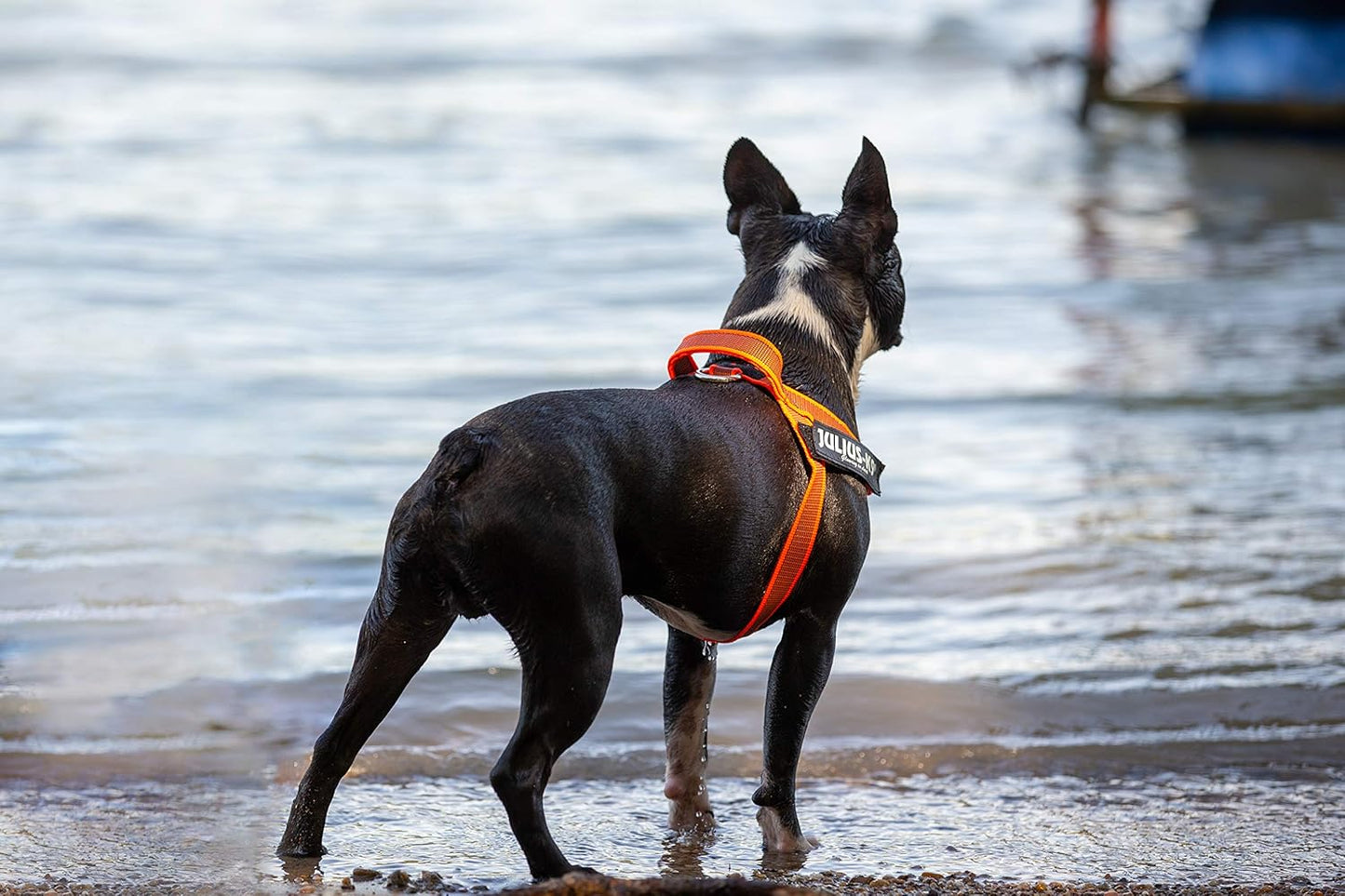 Color & Gray - Beltgeschirr für Hunde, S / Mini orange-grau