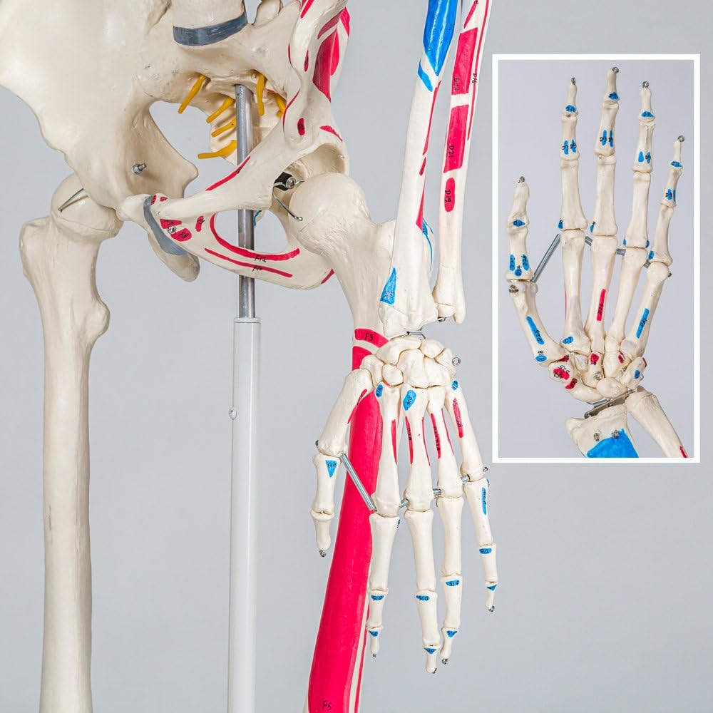 Anatomie Skelettmodell mit Muskelbemalung, Nr. 401755, Skelett mit Muskelbemalung | Nr. 401755