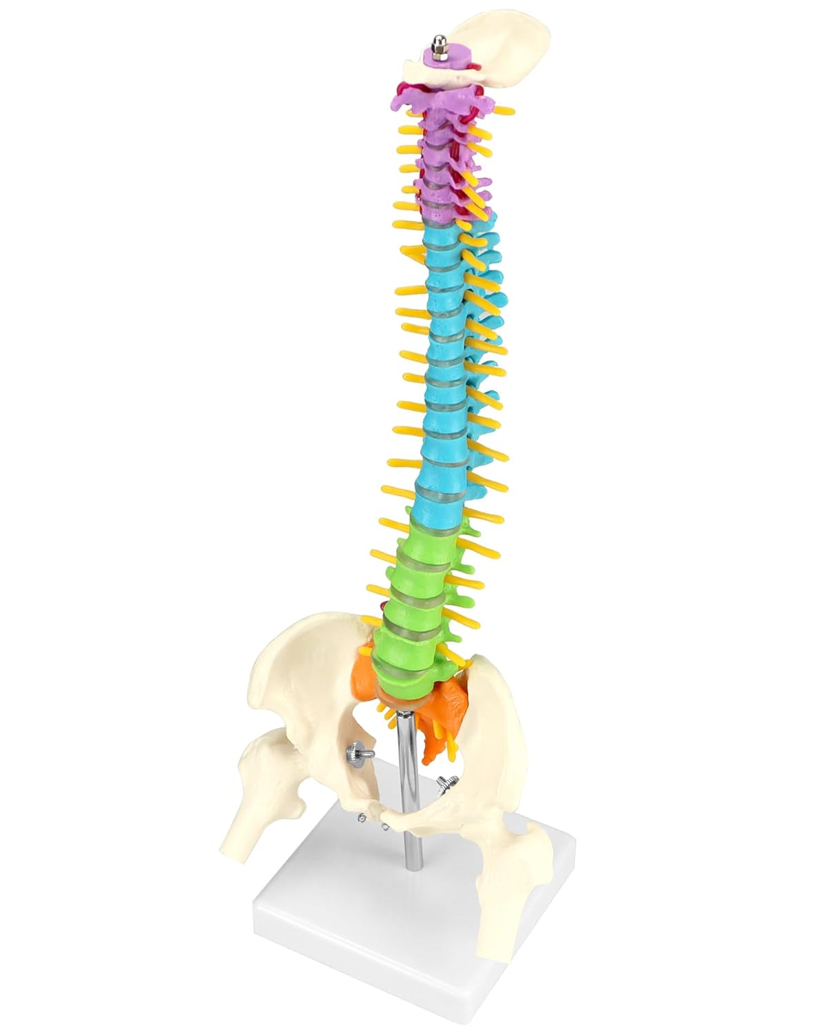 Flexibles Wirbelsäulenmodell mit Spinalnerven, Becken und Oberschenkeln