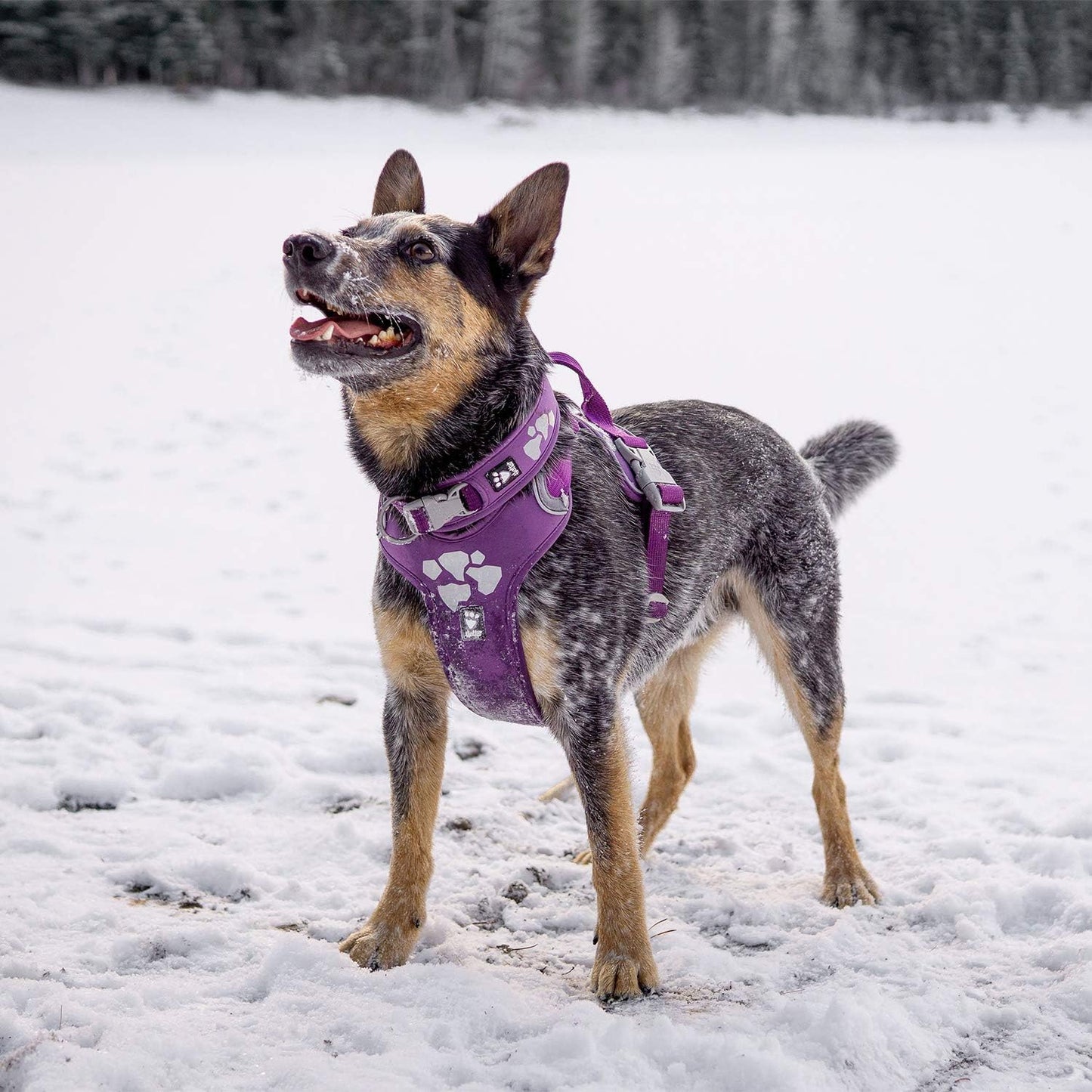 Weekend Warrior Hundegeschirr, Johannisbeere 32-39 in