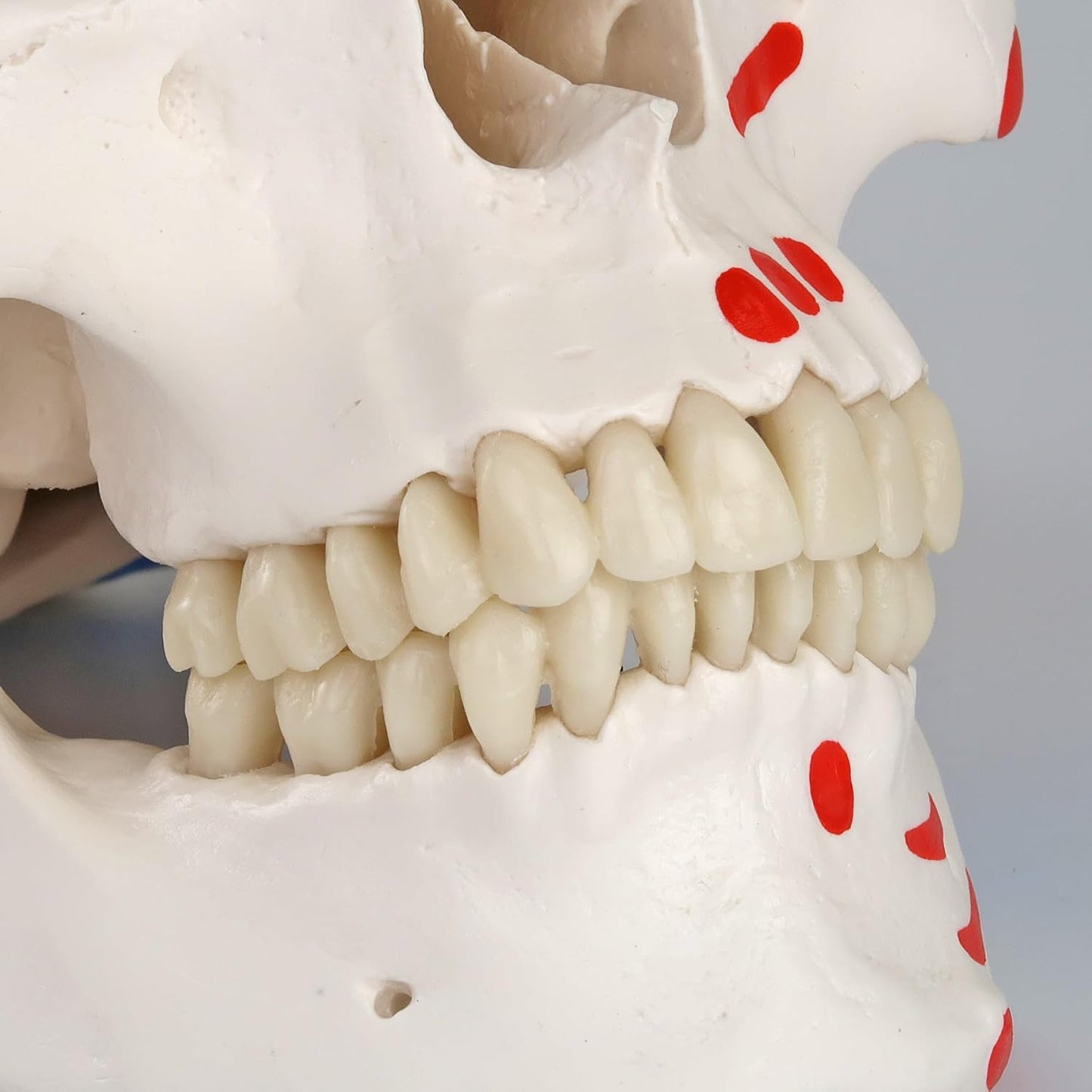 Mini-Anatomie-Skelett mit flexiblen Gelenken, Modell Phil, Metallstativ mit Muskeldarstellung