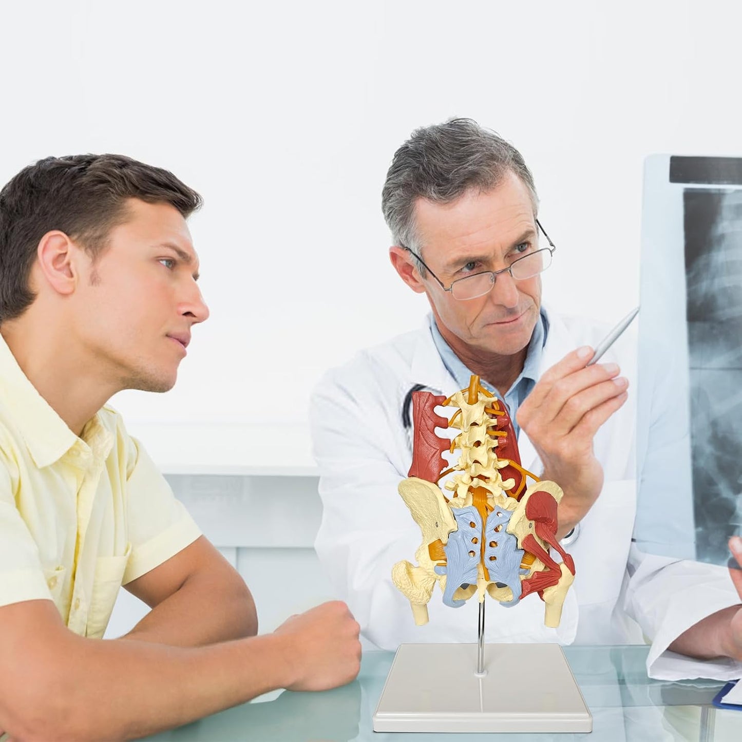 Anatomisches Beckenmodell mit Lendenwirbelsäule, Beckenmodell Mit Lendenwirbelsäule