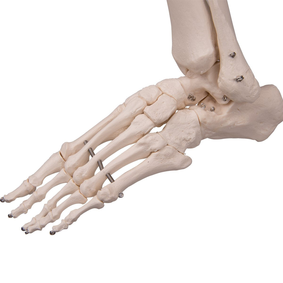 Lebensgrosses flexibles Skelettmodell mit App, Modell Fred, flexibel