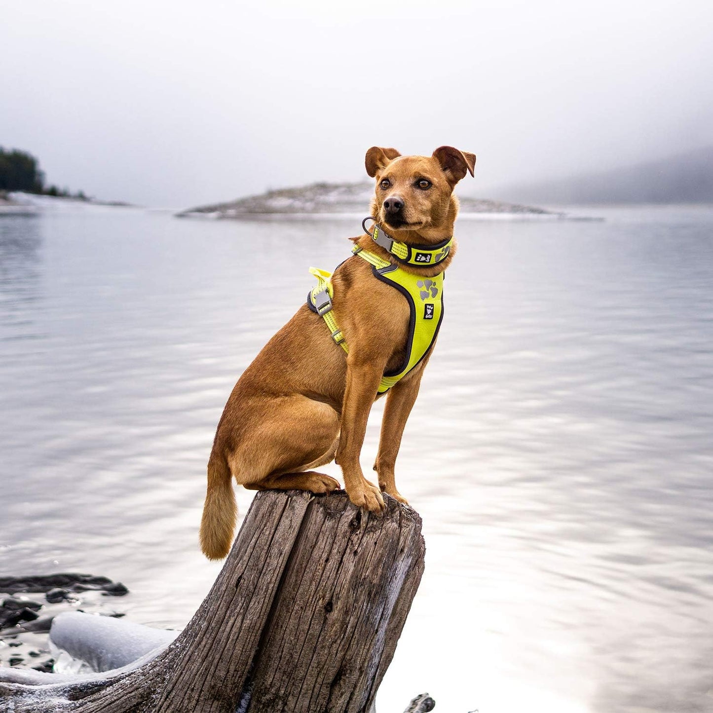 Weekend Warrior Hundegeschirr, Neon Lemon, 32-39 in