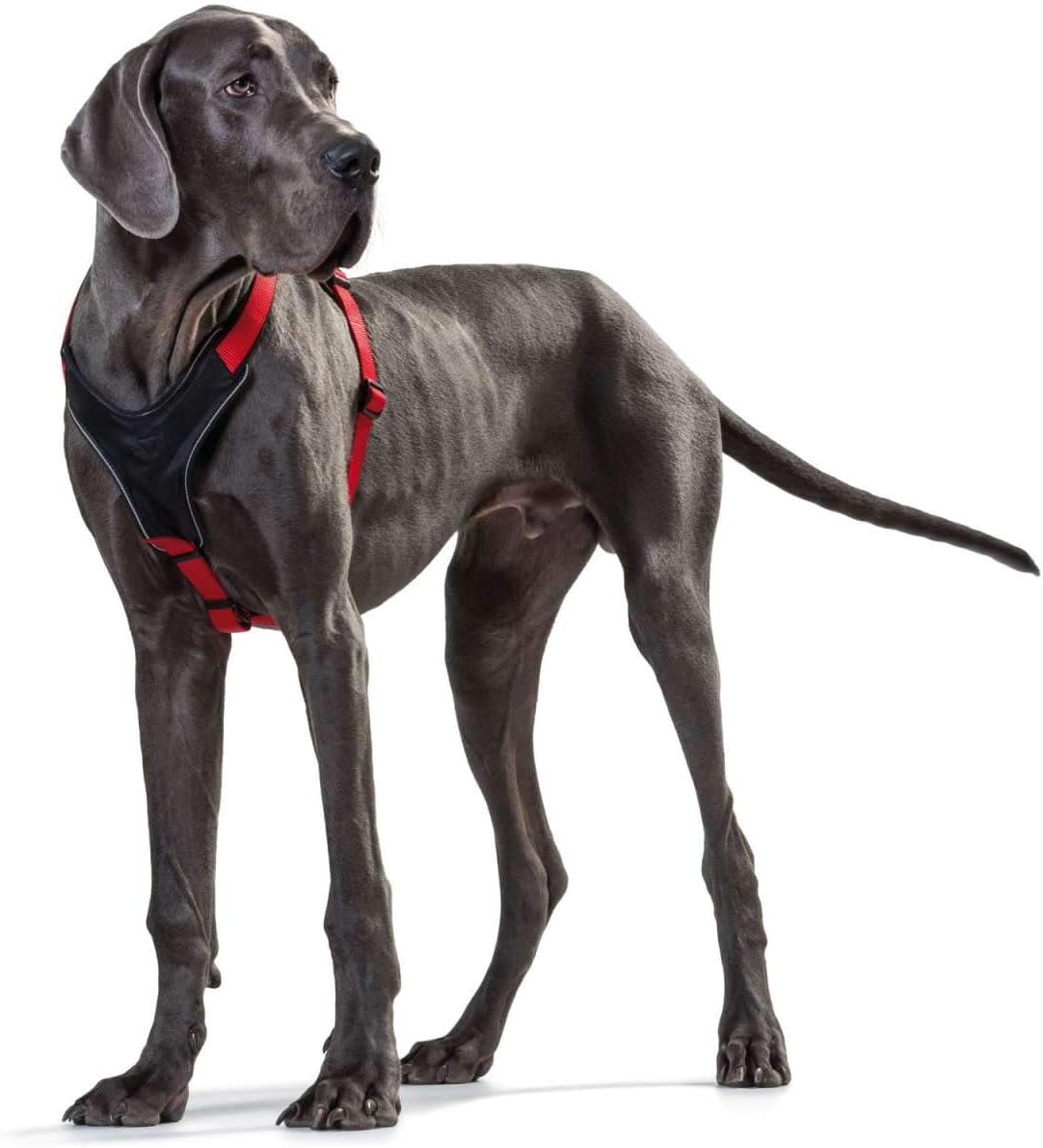 Hundegeschirr, rot/schwarz / 72 - 91 cm