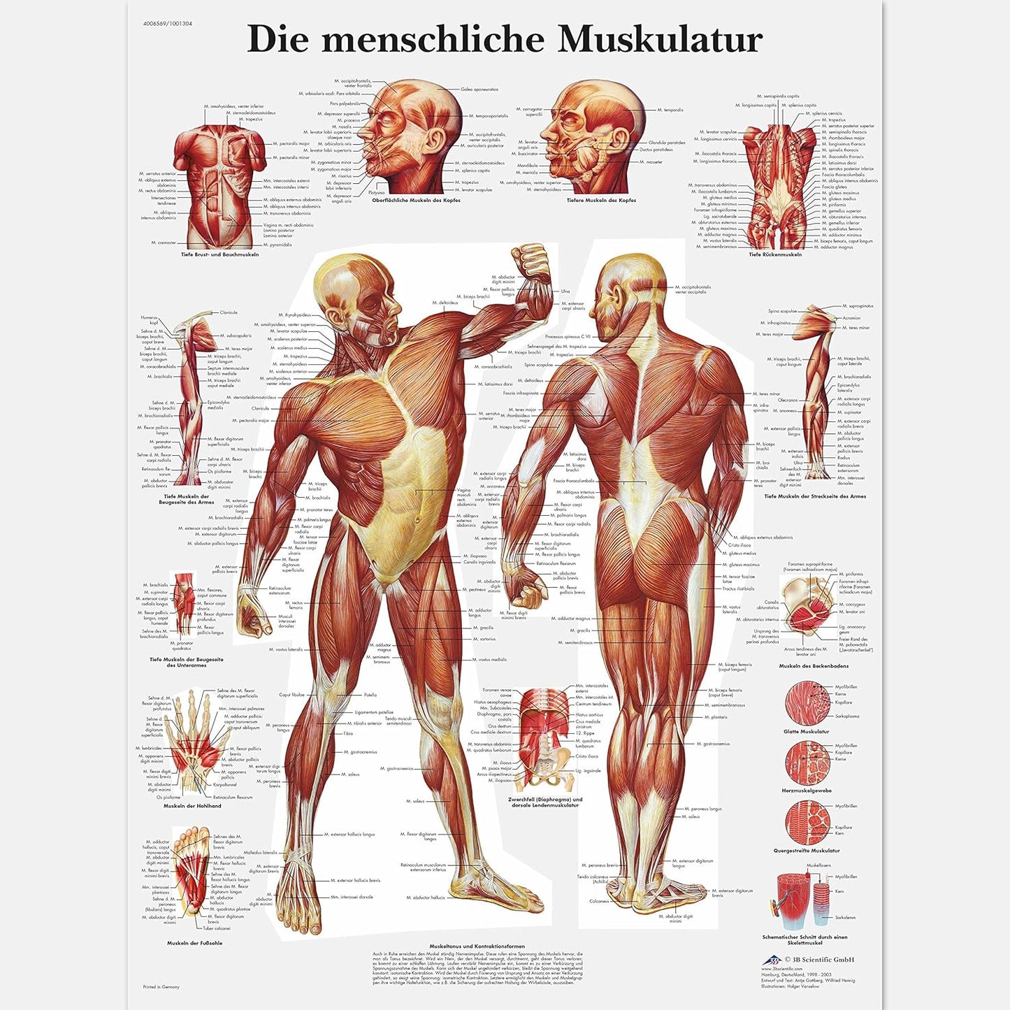 Lehrtafel: Die menschliche Muskulatur, 50x67 cm, Laminiert, Single
