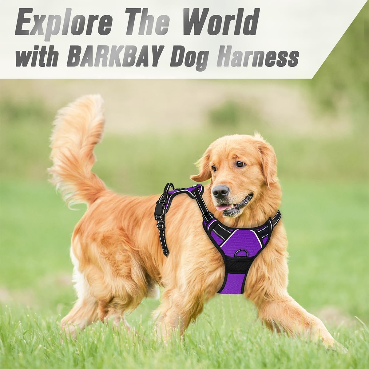 Hundegeschirr, X-Large(Chest:31-38”) Purple