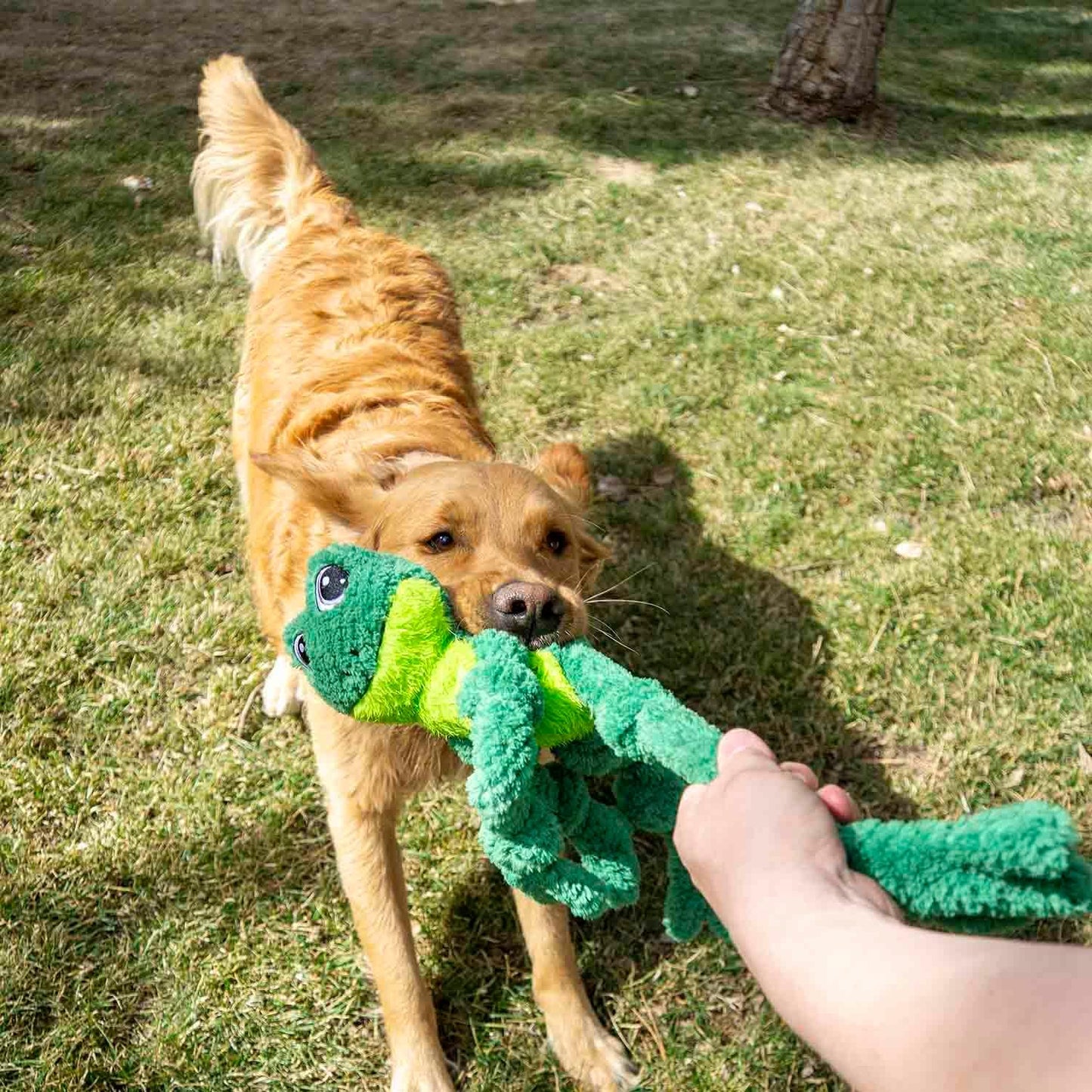 Hundespielzeug Knots Frosch