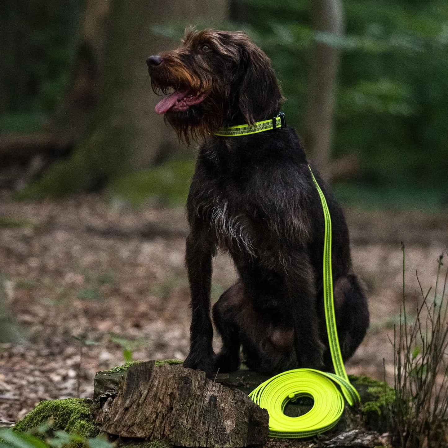 Suchleine ohne Handschlaufe, 10 m, 10 m neon gelb