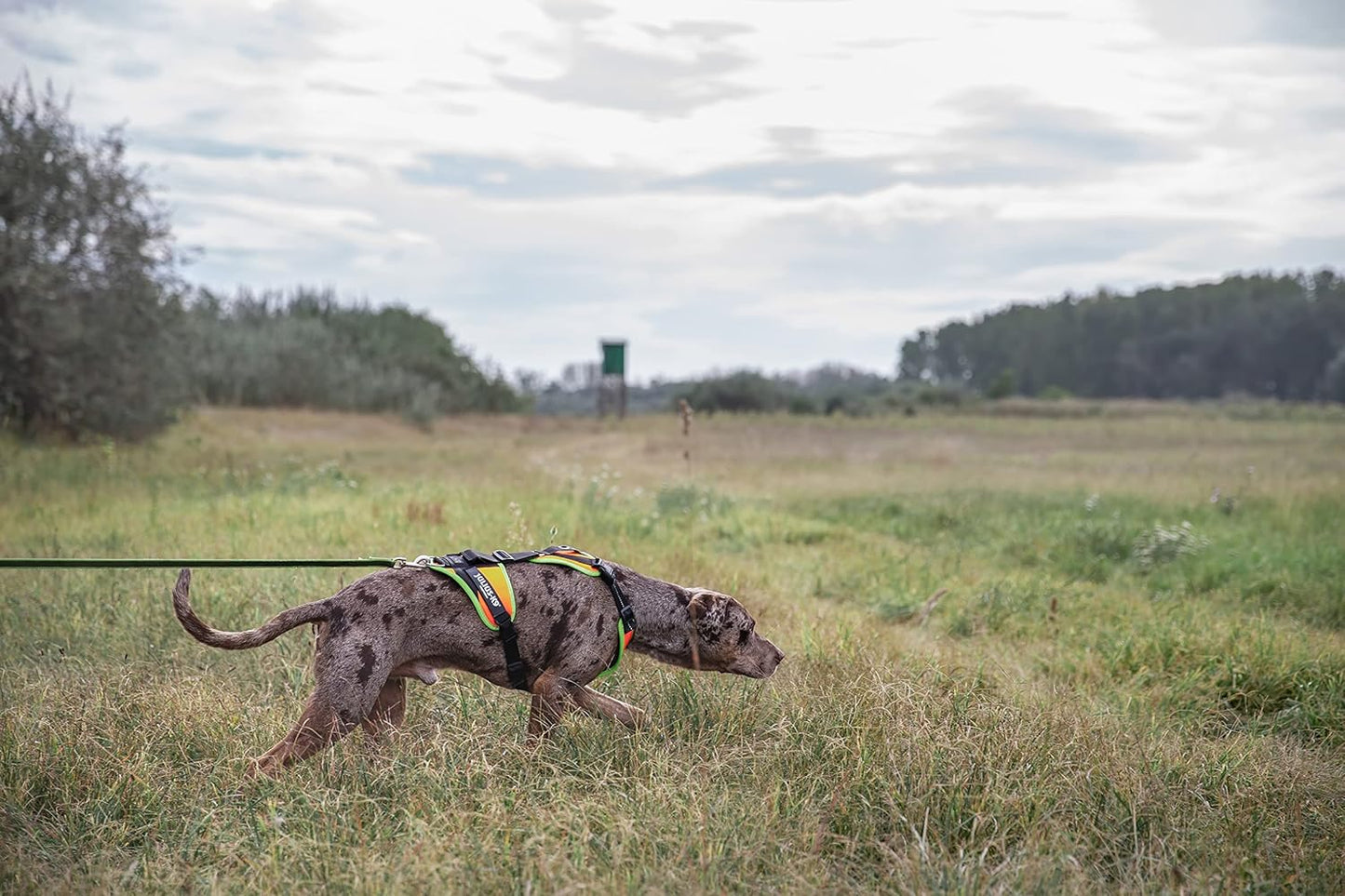 Mantrailing & Outdoor Hundegeschirr, S UV orange mit neon Rand