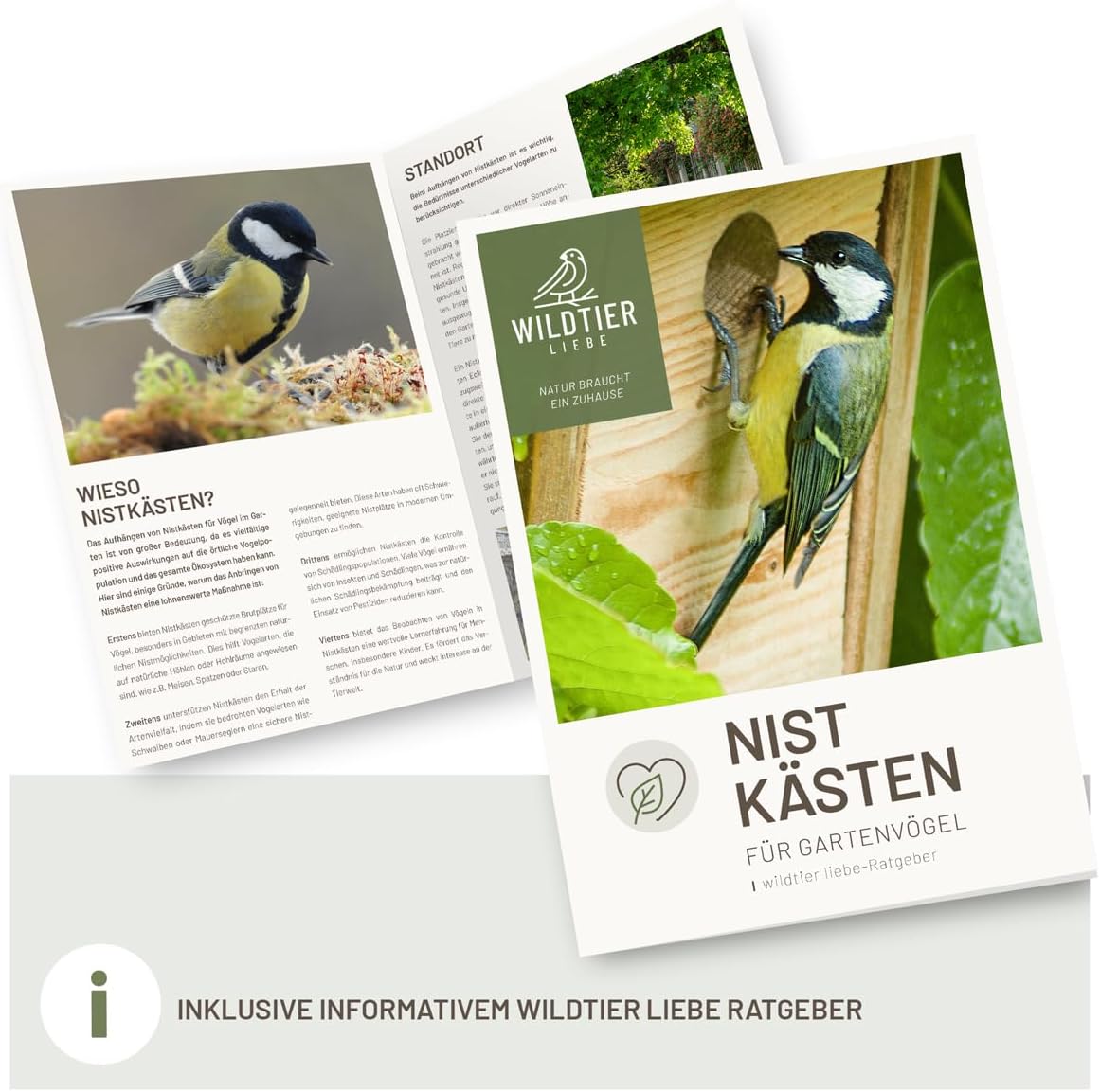 Doppel Mehlschwalbennest, Doppelnest-Mehlschwalben