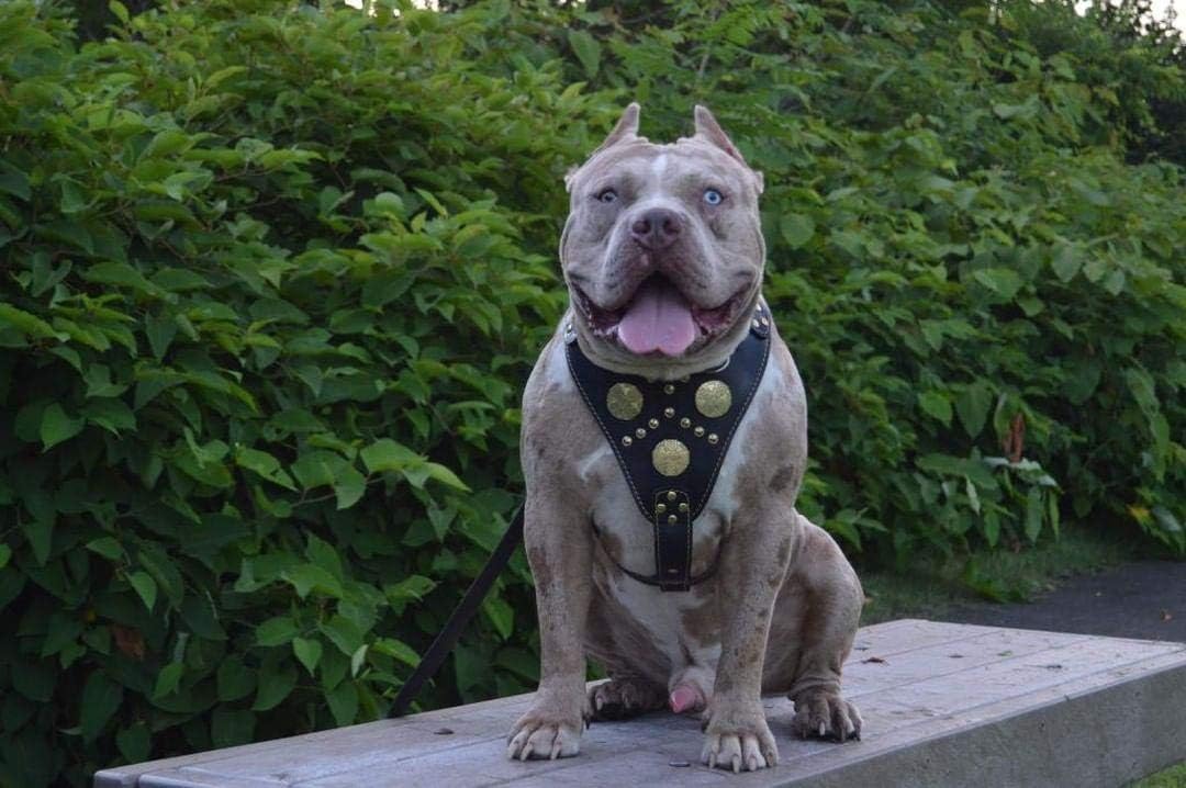 Echtleder Hundegeschirr, XXL- passt auf einen Brustumfang von 95 bis 145 cm