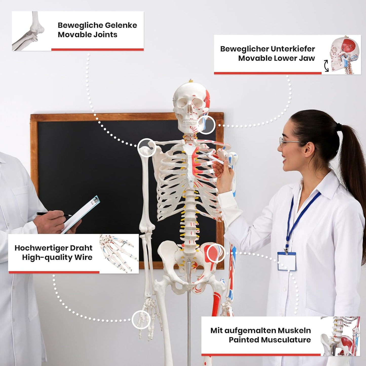Anatomie Skelett mit Muskelbemalung
