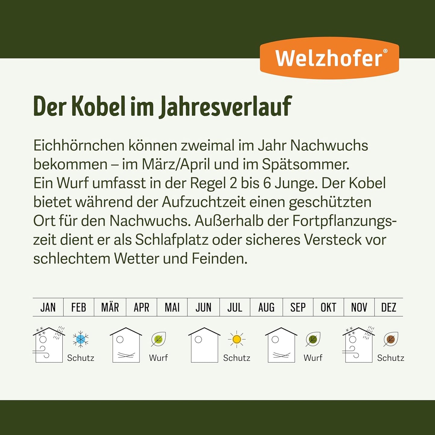 Eichhörnchen-Kobel Carlotta