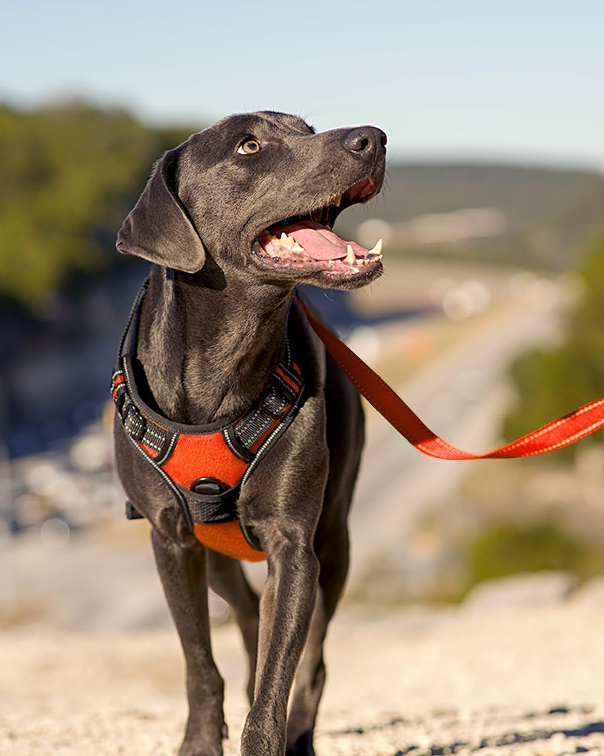 Reflektierendes Hundegeschirr, L (1er Pack) Orange