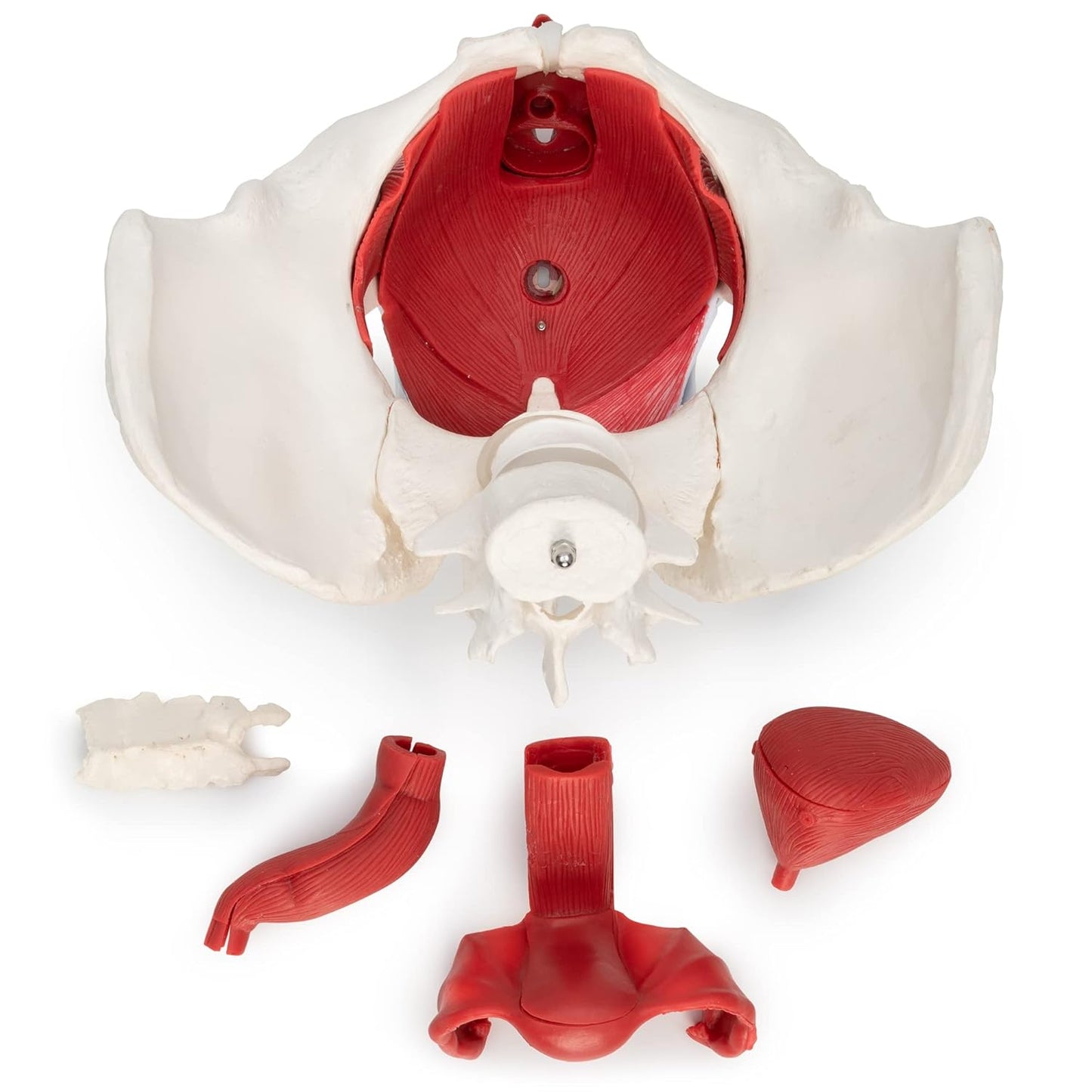 Weibliches Becken Modell A-330, Weiss