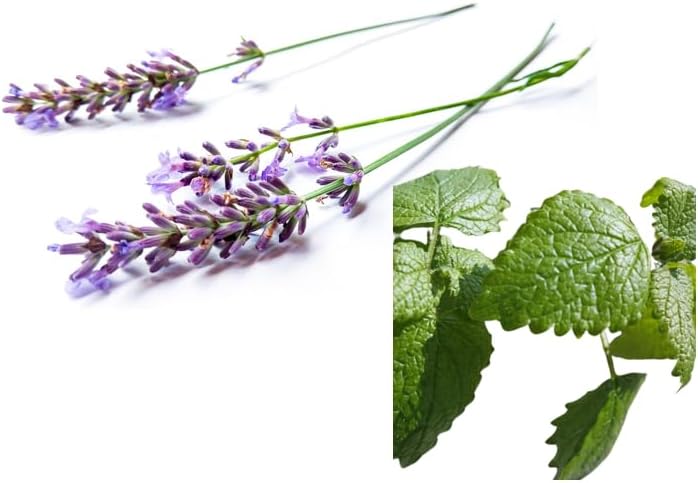 Whirlpool-Duft Lavendel-Melisse