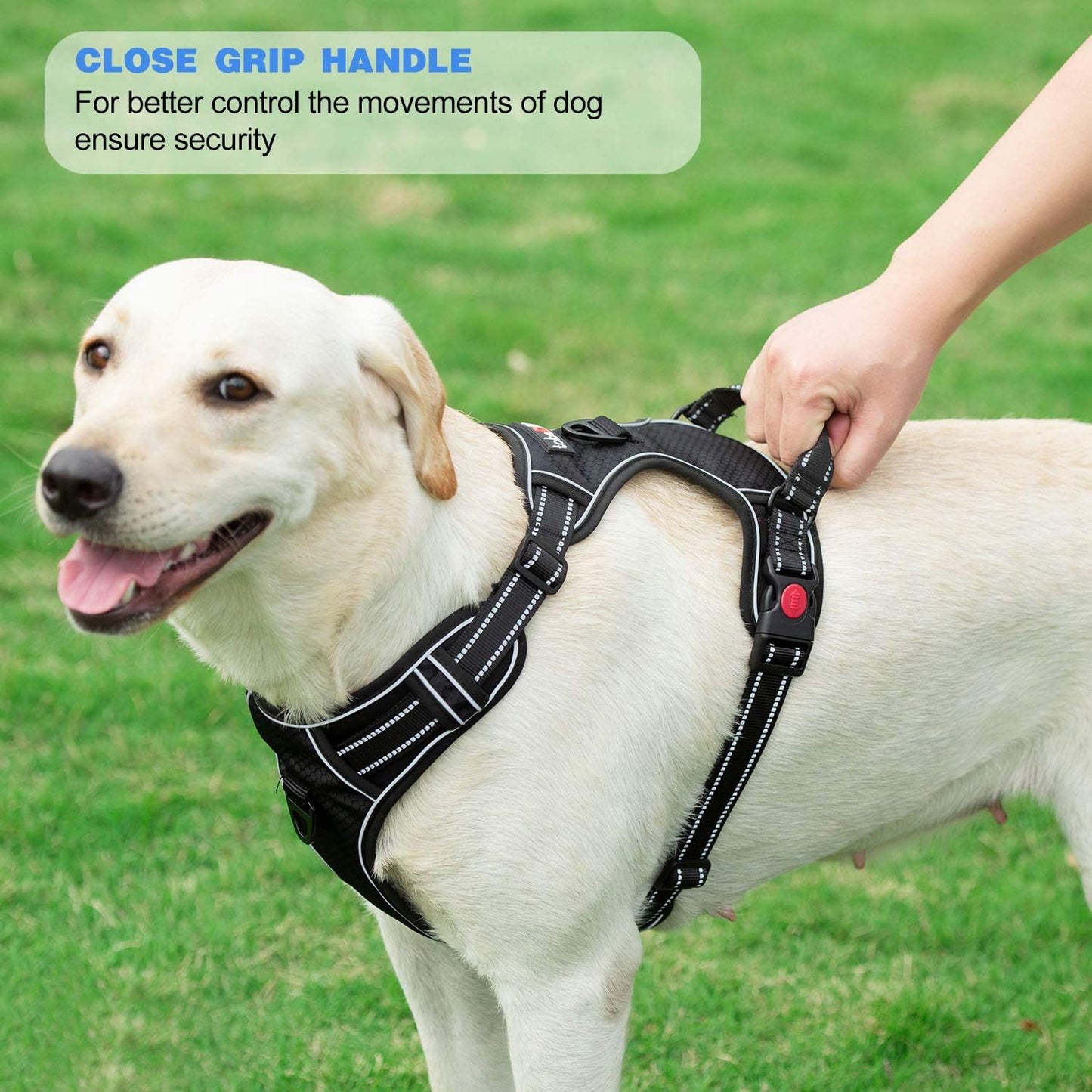 Hundegeschirr mit Leine, L (Chest: 25.5"-31") Blau Geschirr + Leine