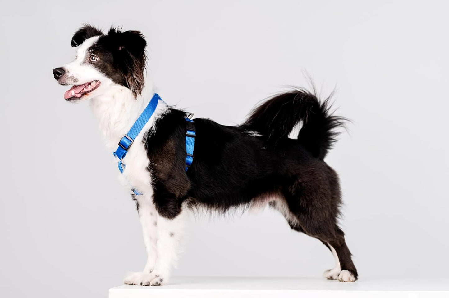 Guard Hundegeschirr, L Blau