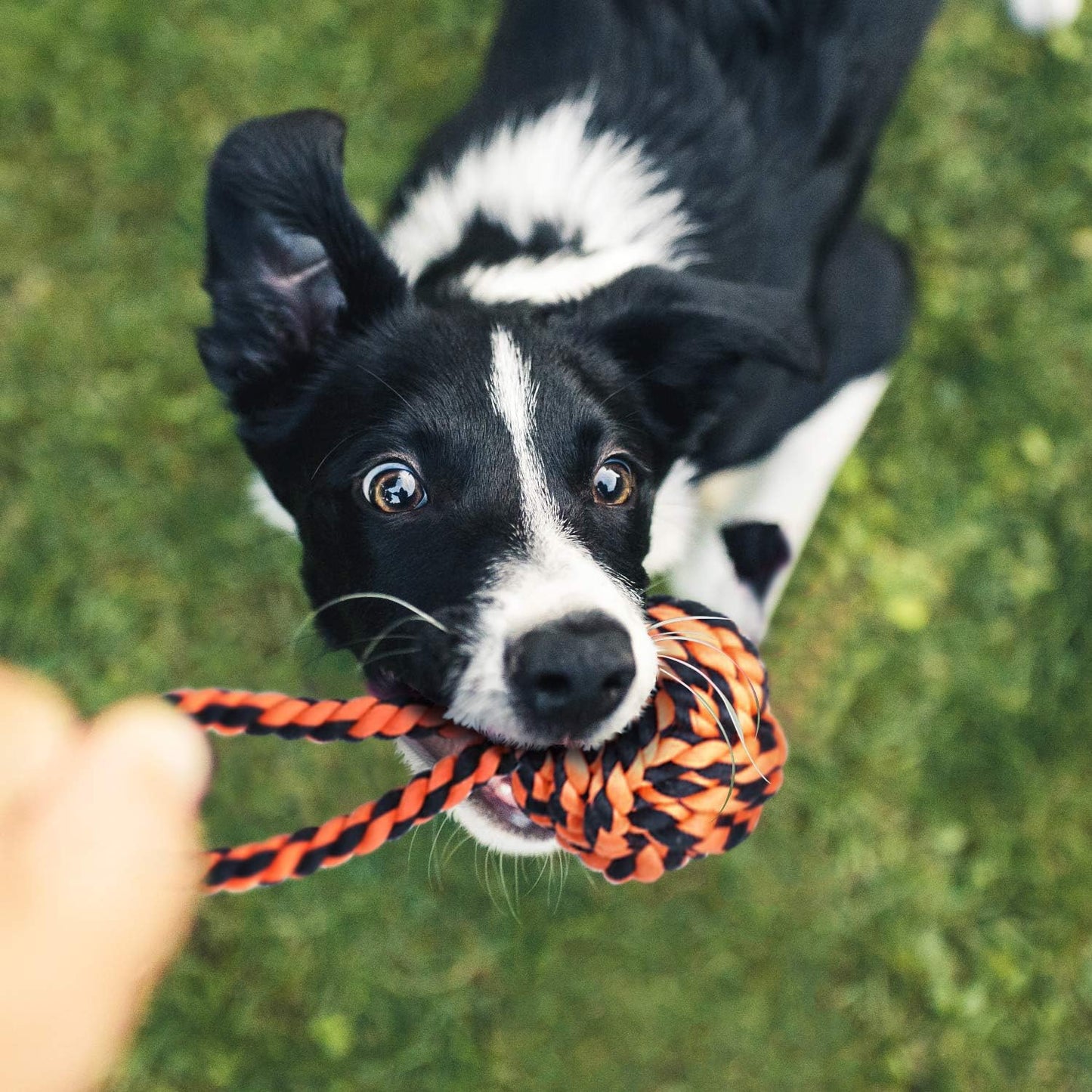 9-teiliges Zerr- und Kauspielzeug-Set für grosse Hunde, For Large Dogs 9 Stück, mehrfarbig