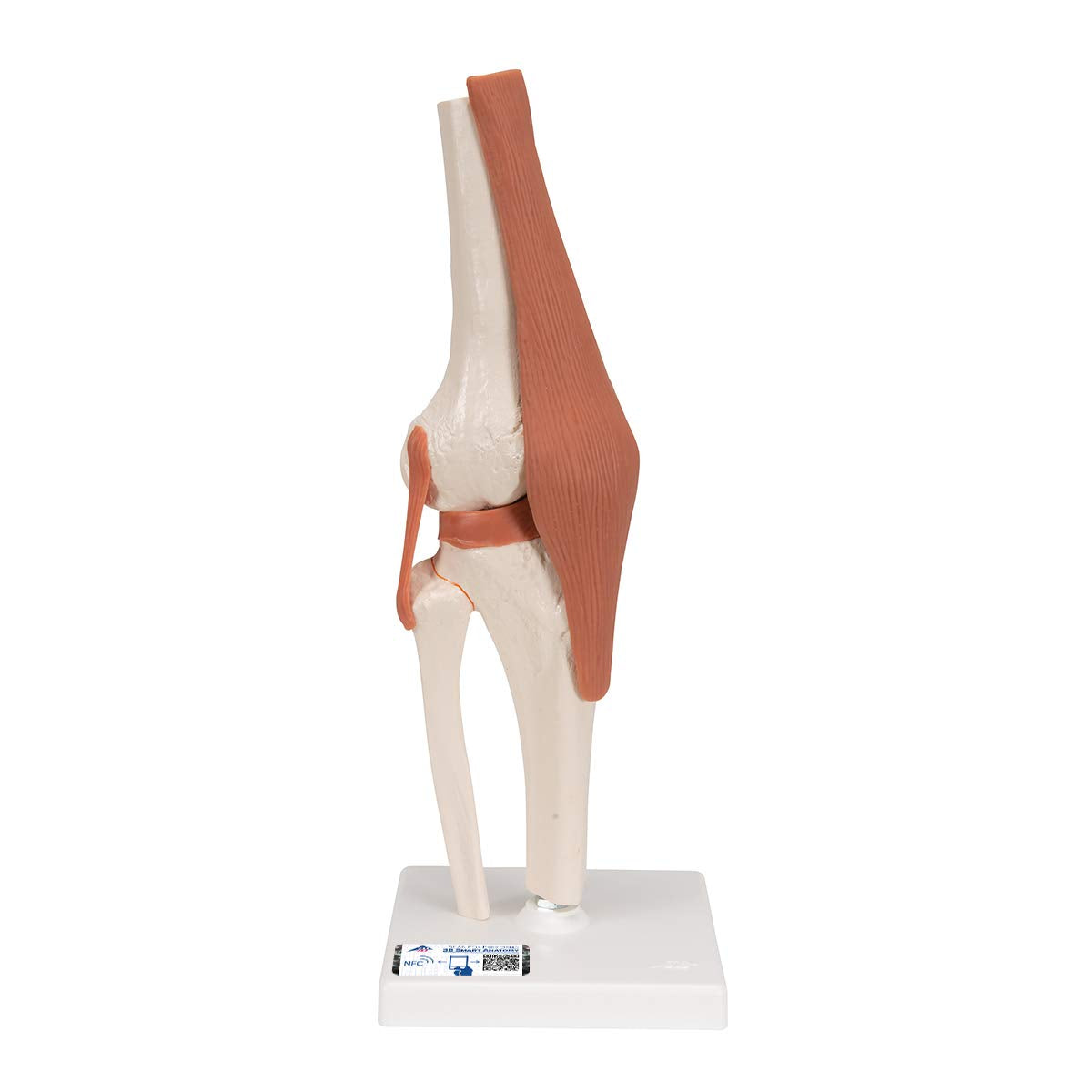 Kniegelenkmodell mit Smart Anatomy Software, Kniegelenk