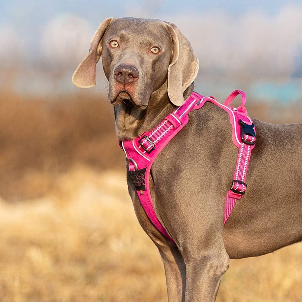 Hundegeschirr TLH56512, L / Fuchsia