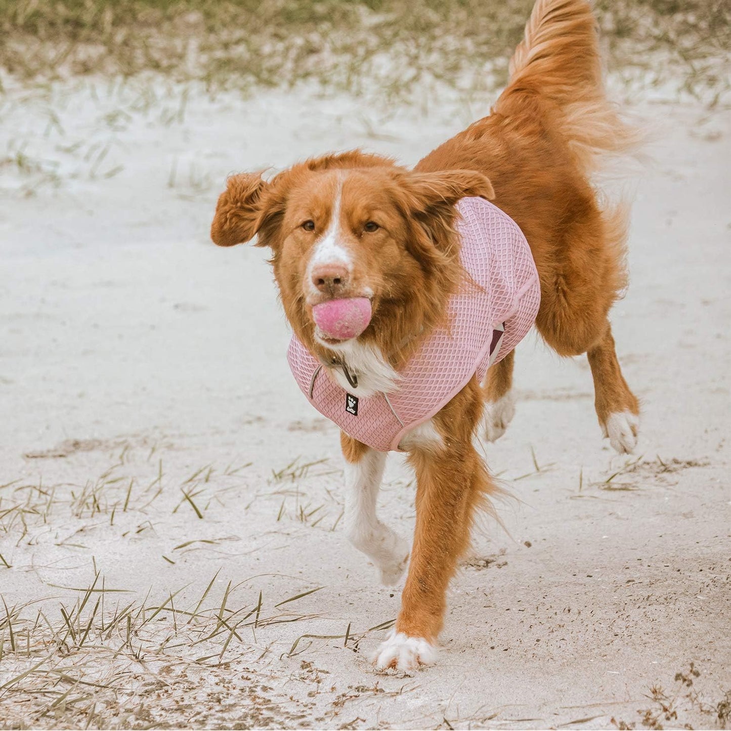Kühlweste für Hunde 40-50 cm, carnation pink 40-50cm