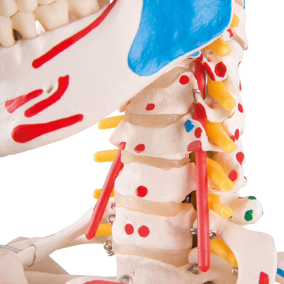 Menschliches Anatomie-Skelett mit Muskeldarstellung, mit Muskeldarstellung