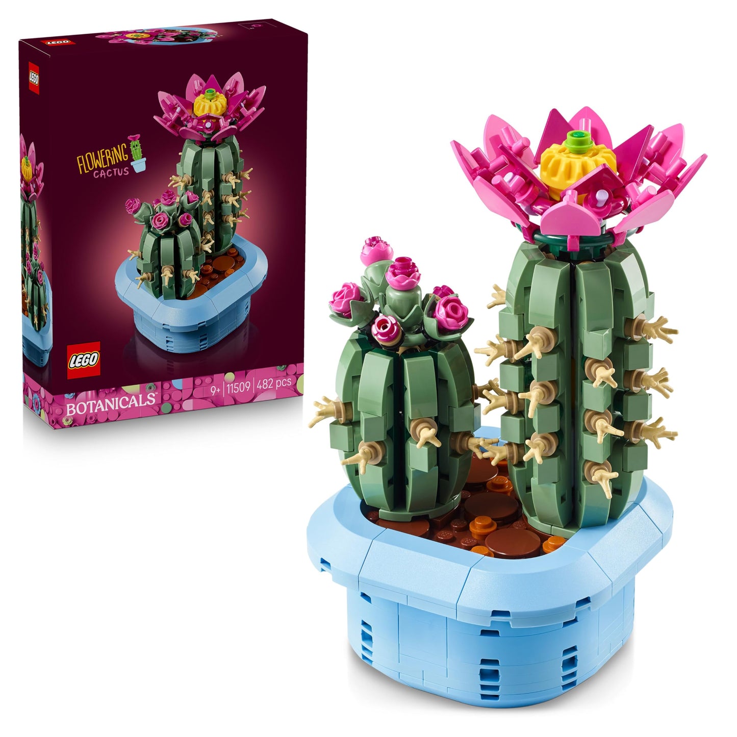 Blühender Kaktus, Flowering Cactus 11509